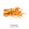 CORDYCEPS