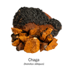 chaga
